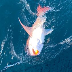 あみや渡船 JIGBOY 釣果