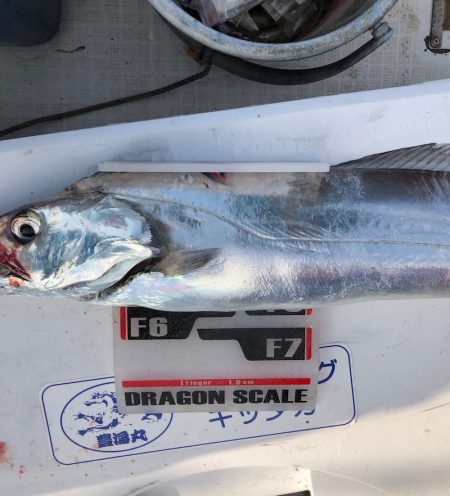 フィッシング　キッタカ 釣果