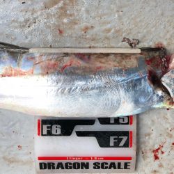 フィッシング　キッタカ 釣果