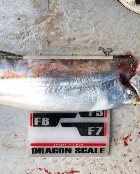 フィッシング　キッタカ 釣果