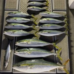 SeaRide(シーライド) 釣果