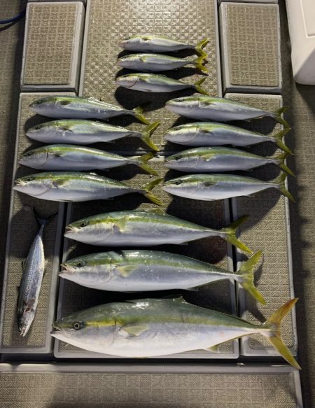 SeaRide(シーライド) 釣果