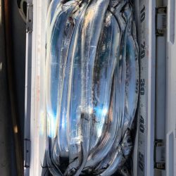 フィッシング　キッタカ 釣果