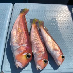 第二八坂丸 釣果