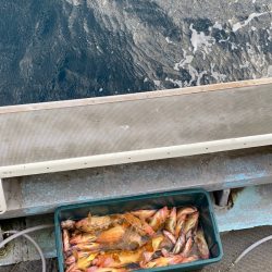 シーランチ 釣果