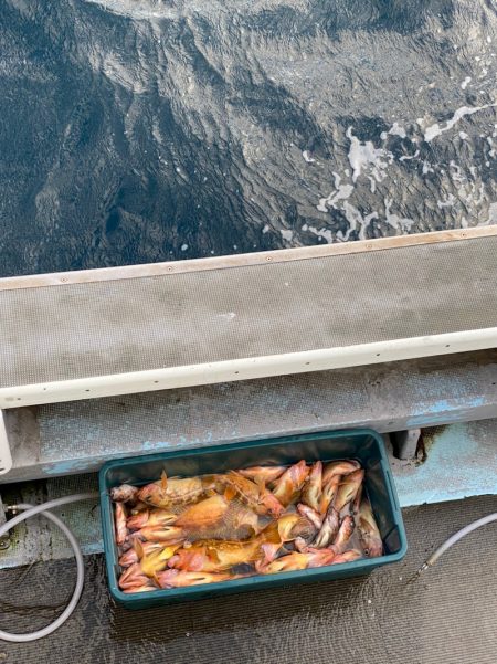 シーランチ 釣果