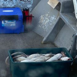 シーランチ 釣果