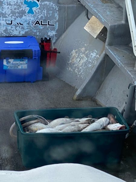 シーランチ 釣果