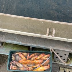 シーランチ 釣果