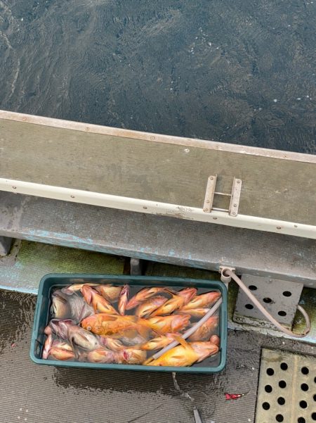 シーランチ 釣果