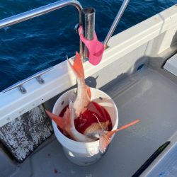 遊漁船ブルーウッズ 釣果