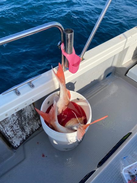 遊漁船ブルーウッズ 釣果