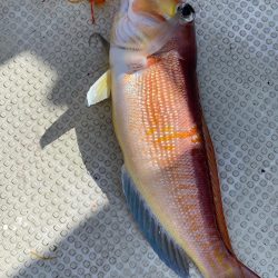 あみや渡船 JIGBOY 釣果