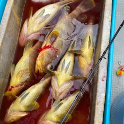 あみや渡船 JIGBOY 釣果