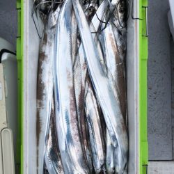 フィッシング キッタカ 釣果