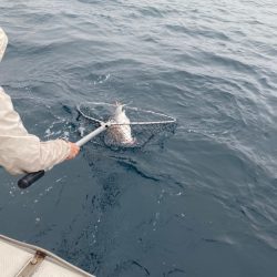 あみや渡船 JIGBOY 釣果