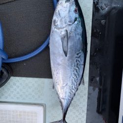 さくら丸 釣果