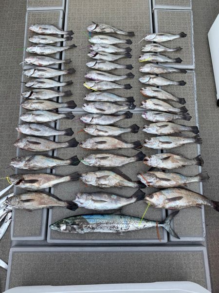 SeaRide(シーライド) 釣果