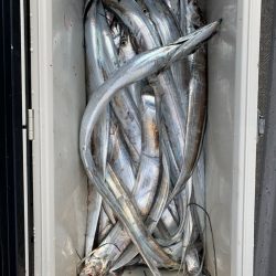 SeaRide(シーライド) 釣果