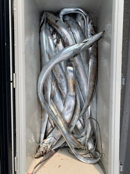 SeaRide(シーライド) 釣果