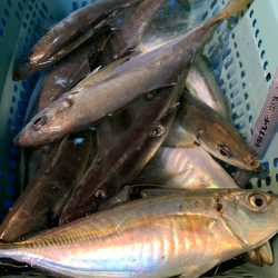 愛海丸 釣果