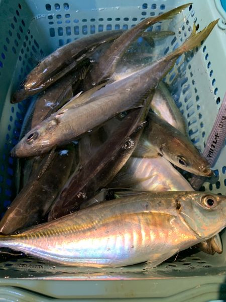 愛海丸 釣果