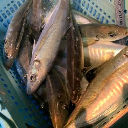 愛海丸 釣果