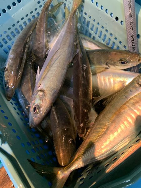 愛海丸 釣果