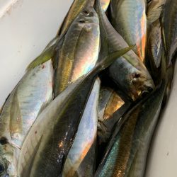 愛海丸 釣果