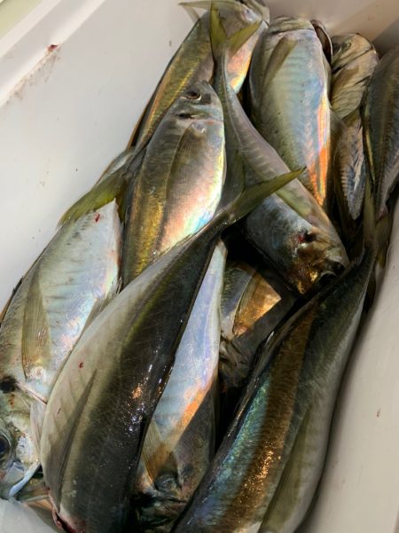 愛海丸 釣果