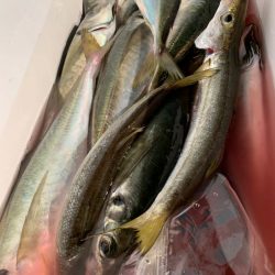 愛海丸 釣果