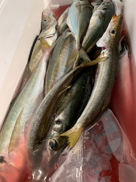 愛海丸 釣果