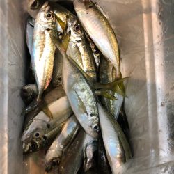 ＴＡＲＯＭＡＲＵ 釣果