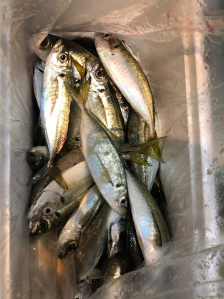 ＴＡＲＯＭＡＲＵ 釣果