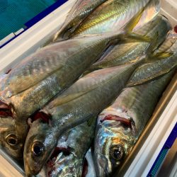 愛海丸 釣果