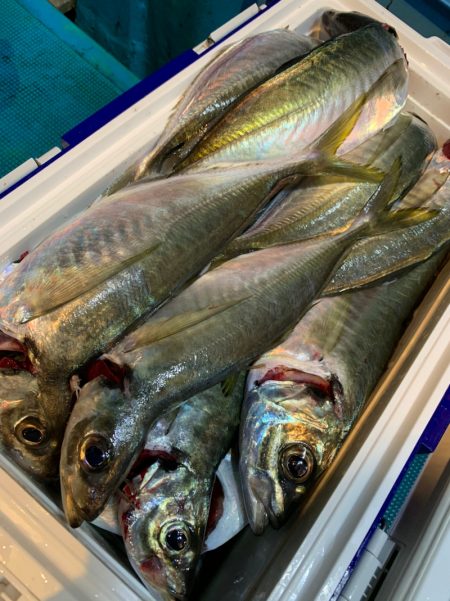 愛海丸 釣果