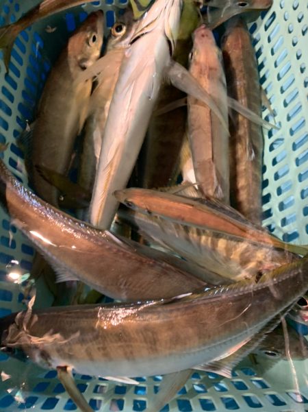 愛海丸 釣果