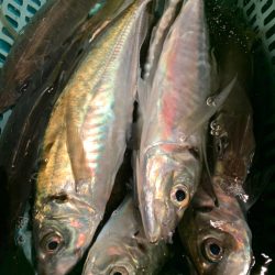 愛海丸 釣果
