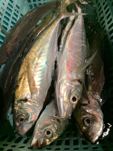 愛海丸 釣果