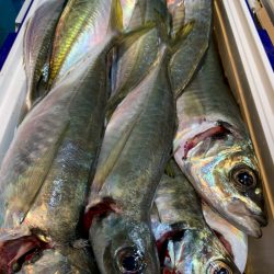 愛海丸 釣果