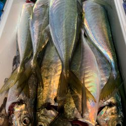 愛海丸 釣果