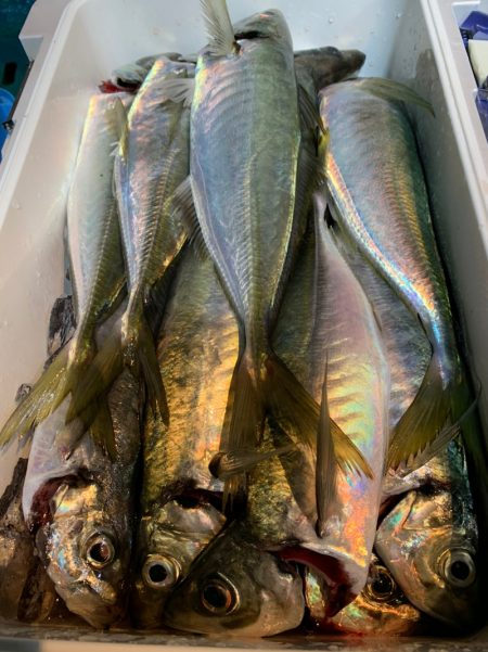愛海丸 釣果