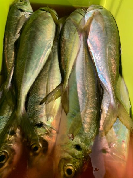 愛海丸 釣果
