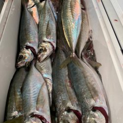 愛海丸 釣果