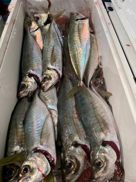 愛海丸 釣果