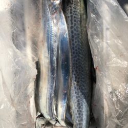 フィッシング　キッタカ 釣果