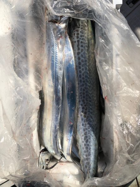 フィッシング　キッタカ 釣果