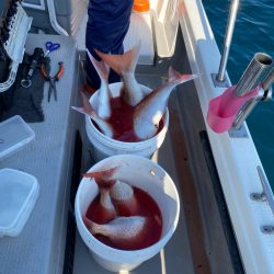 遊漁船ブルーウッズ 釣果