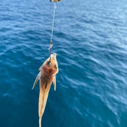 遊漁船ブルーウッズ 釣果