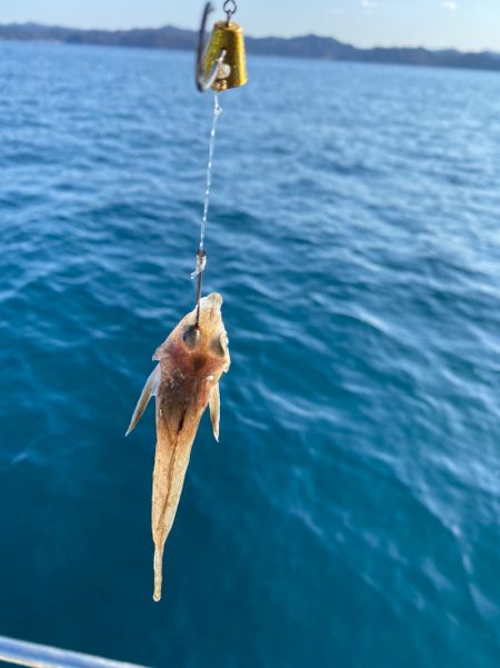 遊漁船ブルーウッズ 釣果